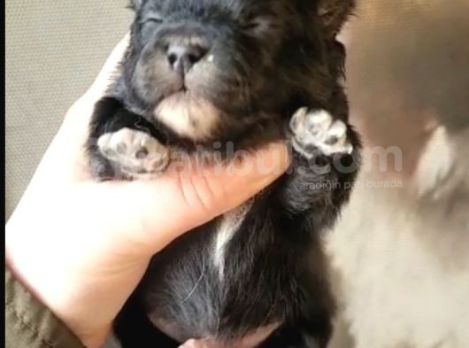Pomeranian Boo Teddy Bear Yavular görsel
