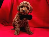 Tatli Tadinda Toy Poodle Yavrulari