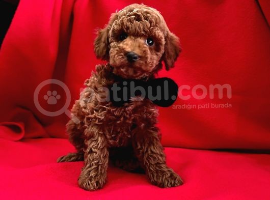 Tatli Tadinda Toy Poodle Yavrulari görsel