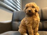 Red Dev Boy Labradoodle Bebekler