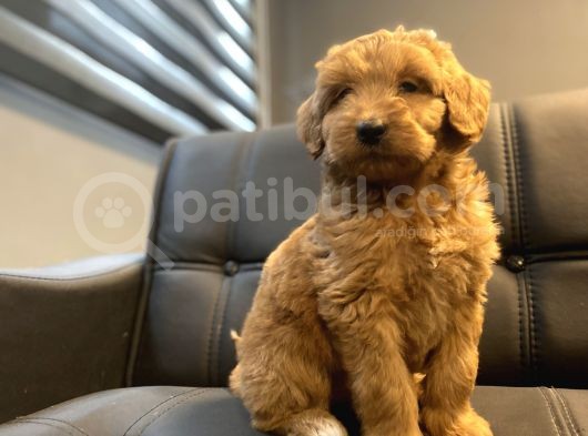 Red Dev Boy Labradoodle Bebekler görsel