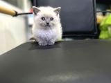 Blue Point Show Class Yavrular Maşallah Demeyi Unutma