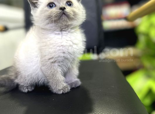 Blue Point Show Class Yavrular Maşallah Demeyi Unutma görsel