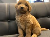 Red Dev Boy Labradoodle Bebekler