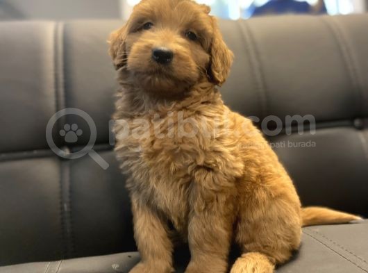 Red Dev Boy Labradoodle Bebekler görsel