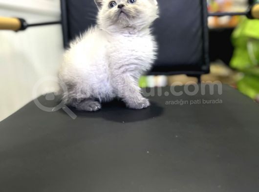 Blue Point Show Class Yavrular Maşallah Demeyi Unutma görsel