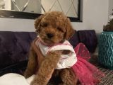 Sağlık Ve Ömür Boyu Irk Garantili Poodle Bebekler