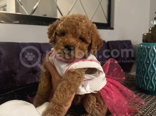 Sağlık Ve Ömür Boyu Irk Garantili Poodle Bebekler görsel