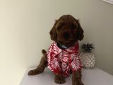 Sağlık Ve Ömür Boyu Irk Garantili Poodle Bebekler