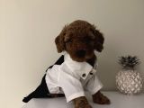 Sağlık Ve Ömür Boyu Irk Garantili Poodle Bebekler