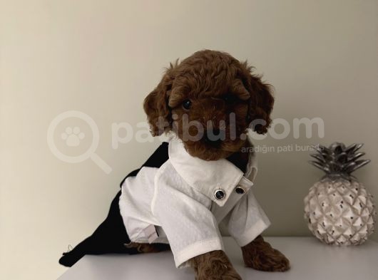 Sağlık Ve Ömür Boyu Irk Garantili Poodle Bebekler görsel