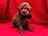 Tatli Tadinda Toy Poodle Yavrulari