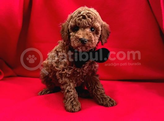 Tatli Tadinda Toy Poodle Yavrulari görsel