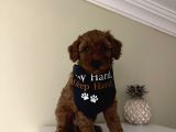 Sağlık Ve Ömür Boyu Irk Garantili Poodle Bebekler