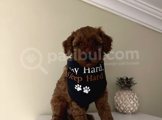 Sağlık Ve Ömür Boyu Irk Garantili Poodle Bebekler görsel