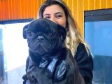 KARİZMATİK PUG MOPS