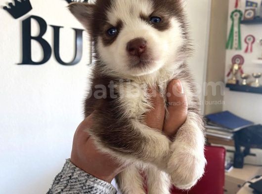 Kizil Husky Si̇bi̇rya Kurdu Bebekler Irk Garanti̇li̇