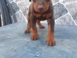 Kızıl king Doberman yavrularımız
