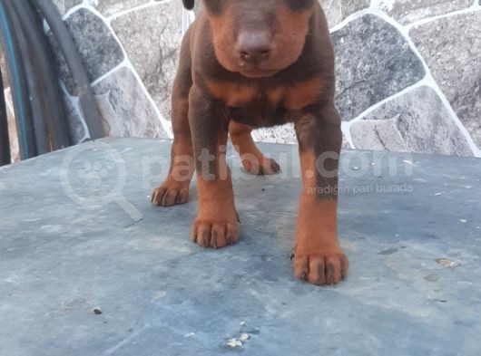 Kızıl King Doberman Yavrularımız