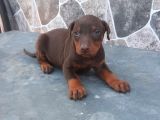 Kızıl King Doberman Yavrularımız