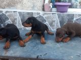 Kızıl King Doberman Yavrularımız