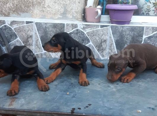Kızıl King Doberman Yavrularımız görsel