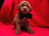 Red Brown Toy Poodle Yavrular