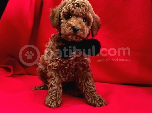 Red Brown Toy Poodle Yavrular