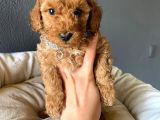 A Secere Sevi̇mli̇li̇k Abi̇desi̇ Toy Poodle Bebekleri̇mi̇z