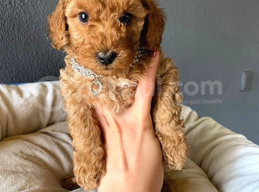 A Secere Sevi̇mli̇li̇k Abi̇desi̇ Toy Poodle Bebekleri̇mi̇z görsel