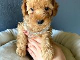 A Secere Sevi̇mli̇li̇k Abi̇desi̇ Toy Poodle Bebekleri̇mi̇z