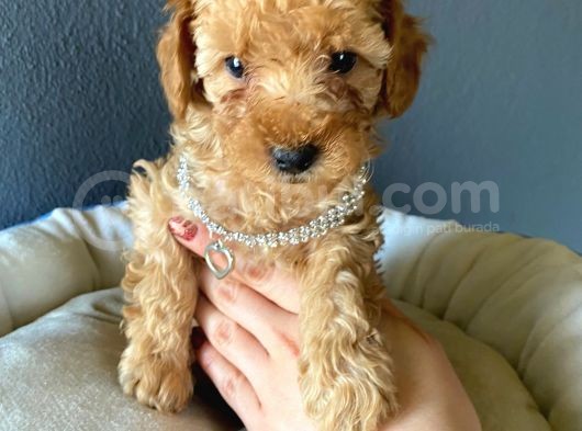 A Secere Sevi̇mli̇li̇k Abi̇desi̇ Toy Poodle Bebekleri̇mi̇z görsel