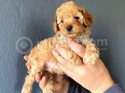 A Secere Sevi̇mli̇li̇k Abi̇desi̇ Toy Poodle Bebekleri̇mi̇z görsel