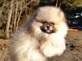 Orijinal Tedyy Bear Pomeranian