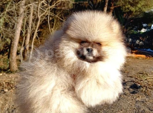 Orijinal Tedyy Bear Pomeranian