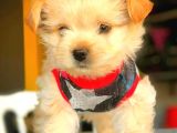 Turuncu renk, harika Maltipoo yavrularımı