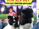 Vonalp Pet Garanti̇li̇ Aki̇ta İnu Yavrularimiz