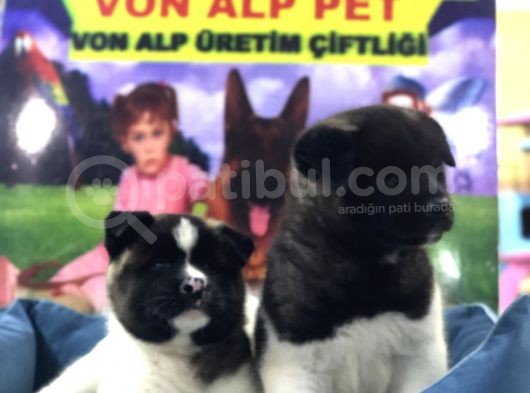 Vonalp Pet Garanti̇li̇ Aki̇ta İnu Yavrularimiz görsel
