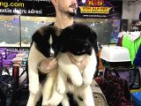 VONALP PET GARANTİLİ AKİTA İNU YAVRULARIMIZ
