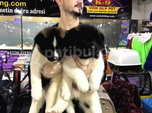 Vonalp Pet Garanti̇li̇ Aki̇ta İnu Yavrularimiz