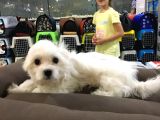 Vonalp Pet Garanti̇li̇ Maltese Terri̇er Yavrularimiz