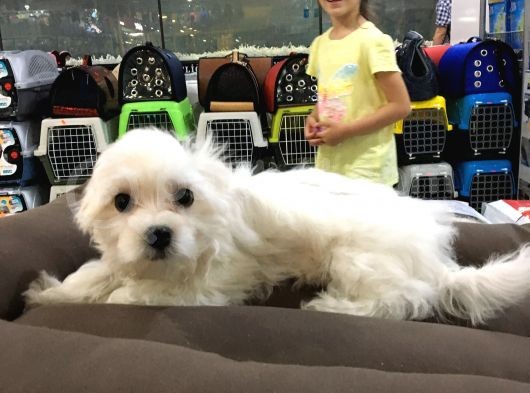 Vonalp Pet Garanti̇li̇ Maltese Terri̇er Yavrularimiz görsel