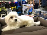 VONALP PET GARANTİLİ MALTESE TERRİER YAVRULARIMIZ