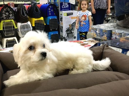 Vonalp Pet Garanti̇li̇ Maltese Terri̇er Yavrularimiz
