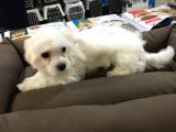 Vonalp Pet Garanti̇li̇ Maltese Terri̇er Yavrularimiz