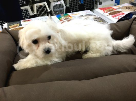 Vonalp Pet Garanti̇li̇ Maltese Terri̇er Yavrularimiz görsel