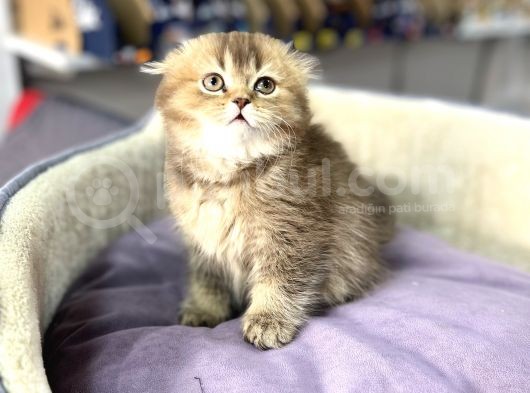 Muhteşem Güzelli̇kte Longhai̇r Golden Scotti̇sh Fold görsel