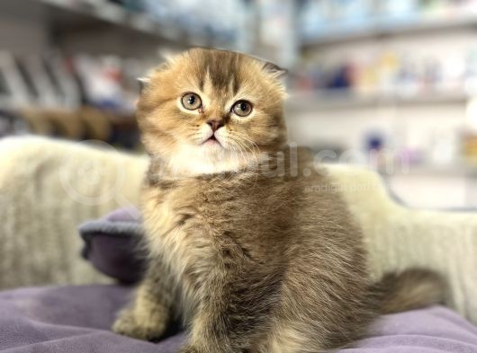Muhteşem Güzelli̇kte Longhai̇r Golden Scotti̇sh Fold