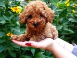 Vonalp Pet Garanti̇li̇ Toy Poodle Yavrularimiz