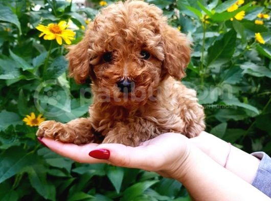 Vonalp Pet Garanti̇li̇ Toy Poodle Yavrularimiz